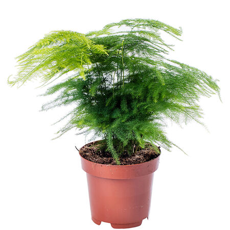 Plumosa, Asparagus Fern Seed - Packet image number null